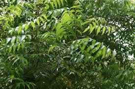 Neem Leaf