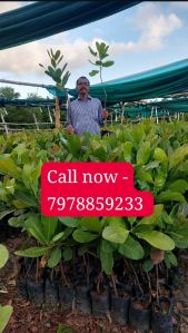 Cashew grafted plants