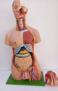 Anatomical Models