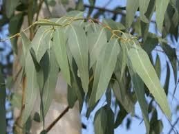 Eucalyptus Tree