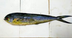 Frozen Mahi Mahi Fish