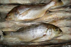 Frozen White Snapper Fish