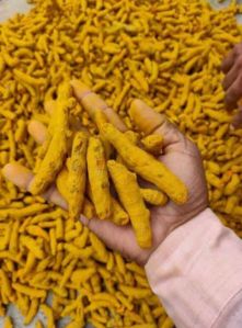 Turmeric(haldi)