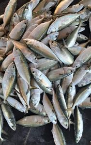 Indian Mackerel Fish