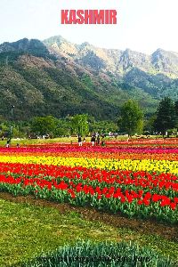 Kashmir Tour Packages