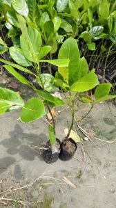 Vietnam Jackfruit plant