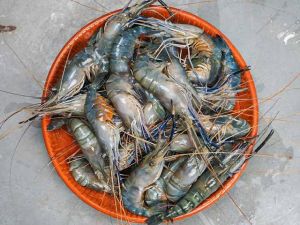 Prawns