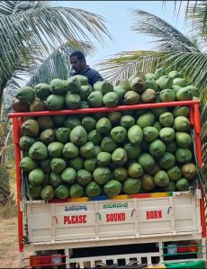 Tender Coconuts