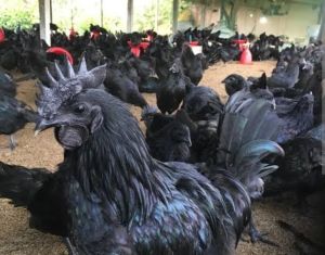 Kadaknath Birds