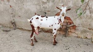 female male barbri goat