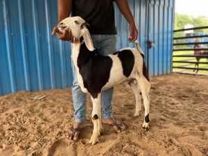 gujri male female goat