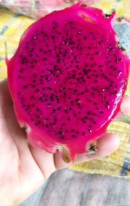 Dragon fruit