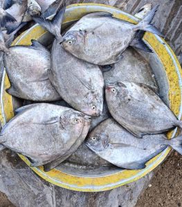 Black Pomfret Fish