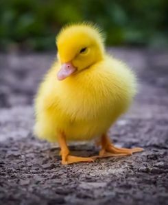 Indian runner duck