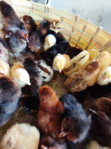 Multicolor Mix Sonali Chicks