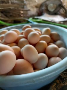 desi eggs