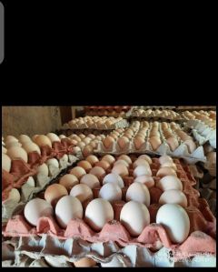 farm eggs