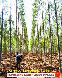 Eucalyptus clone plants