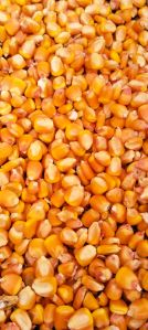 animal feed yellow maize seeds