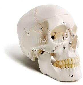 Skull with Well Marked Sutures