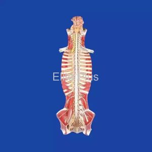 Spinal Cord in the Spinal Canal