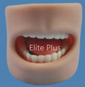 Teeth Model in Oral Cavity