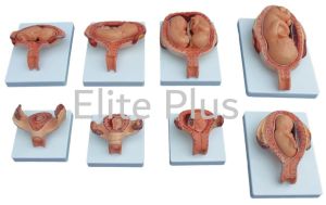 The Development Process For Fetus (Half Size)