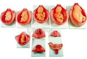 The Development Process of Fetus