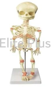 The Model Of Fetus Skeleton