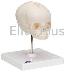 The Model Of Fetus Skull With Stand