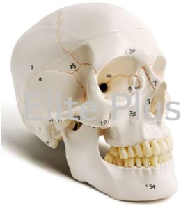 The Model Of Skull With Numbers