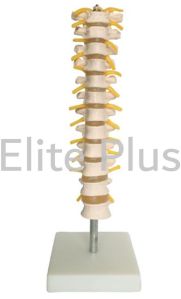 Thoracic Spinal Column