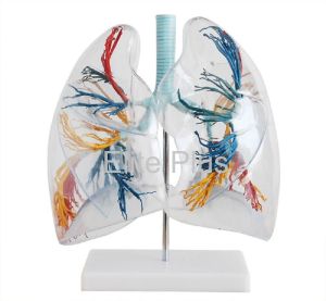 Transparent Lung Segment Model