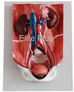 Urinary System Model