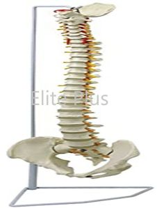 Vertebral Column Flexible Model Life Size