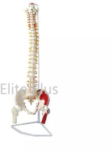 Vertebral Column with Femur Head, Painted