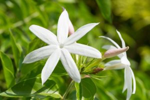 Jasmine Flower