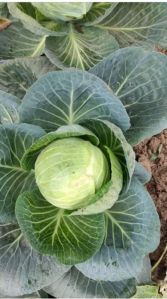 Cabbage Seeds