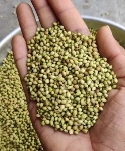 Coriander Seeds