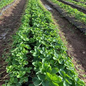 Kamila Strawberry Plants