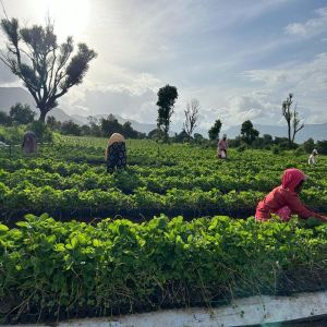 Winterizing Strawberry Plants