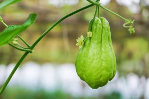 Fresh Chayote Squash Vegetables