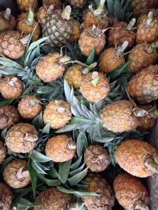 Fresh Pineapple Fruit