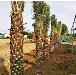 Date plantation trees