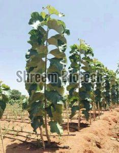 Tissue Culture Teak Plants