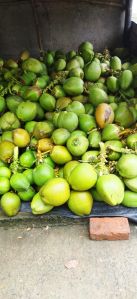 Green Tender Coconut