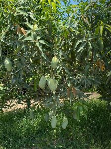 mallika mango plants