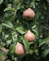 Max Shimla Pear Plants