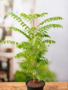 N-7 Indian Gooseberry Plants