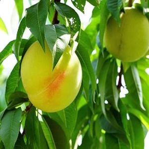 Prabhat Peach Plants